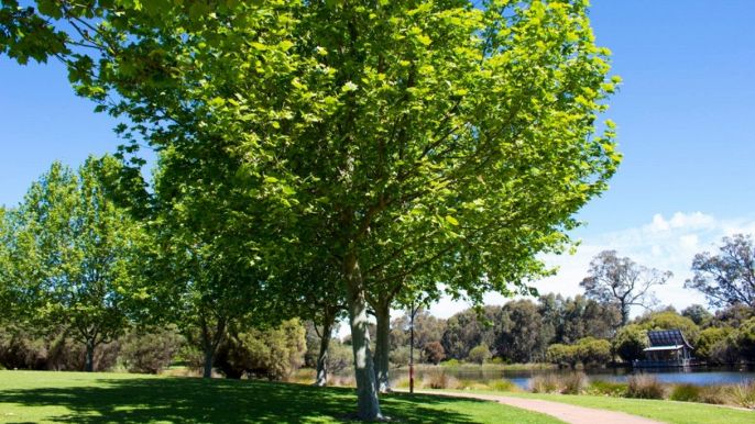 Albero di platano