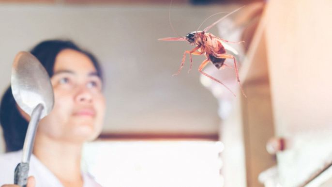 una donna tenta di scacciare una blatta volante dalla cucina