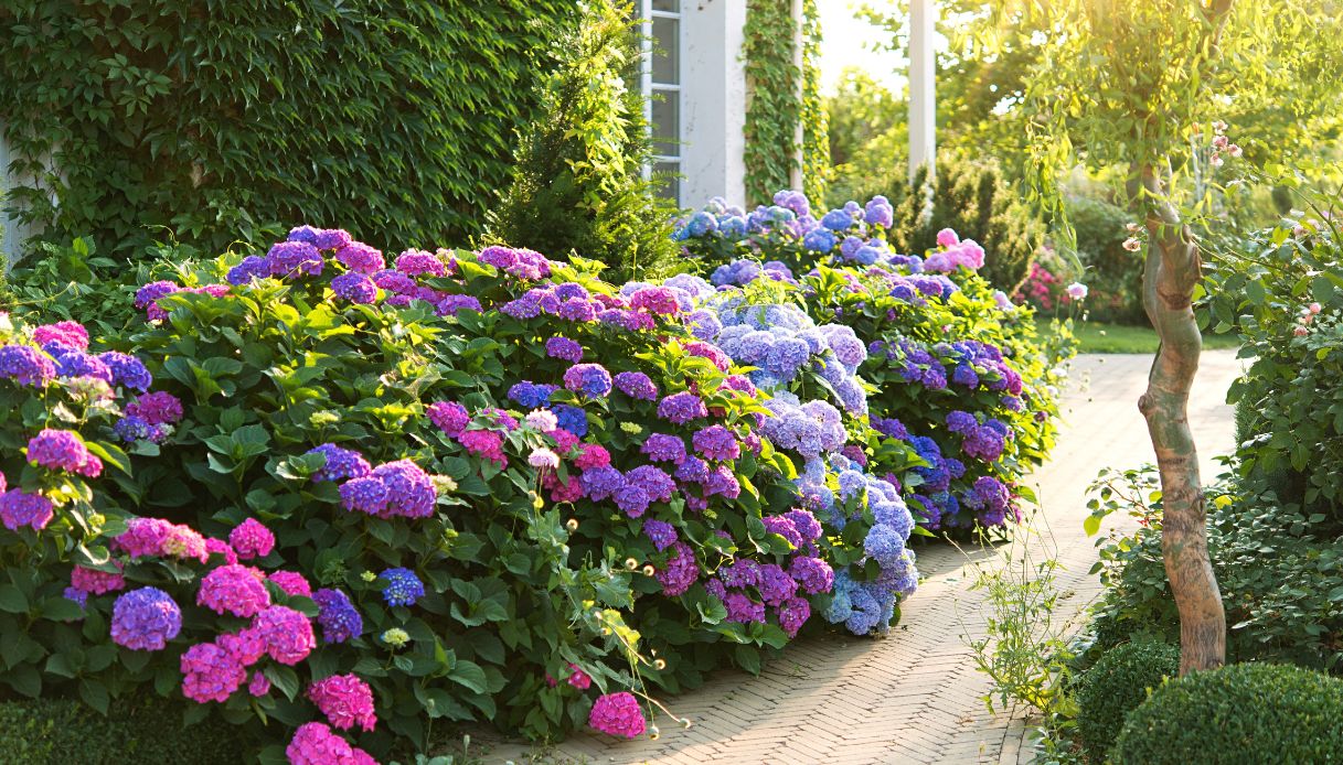 fiori in giardino