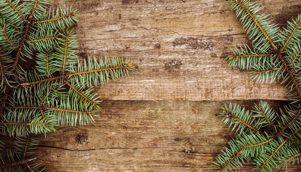 come appare il legno d'abete