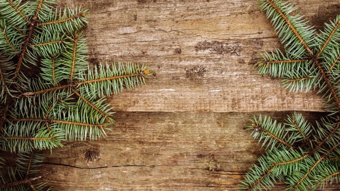 come appare il legno d'abete