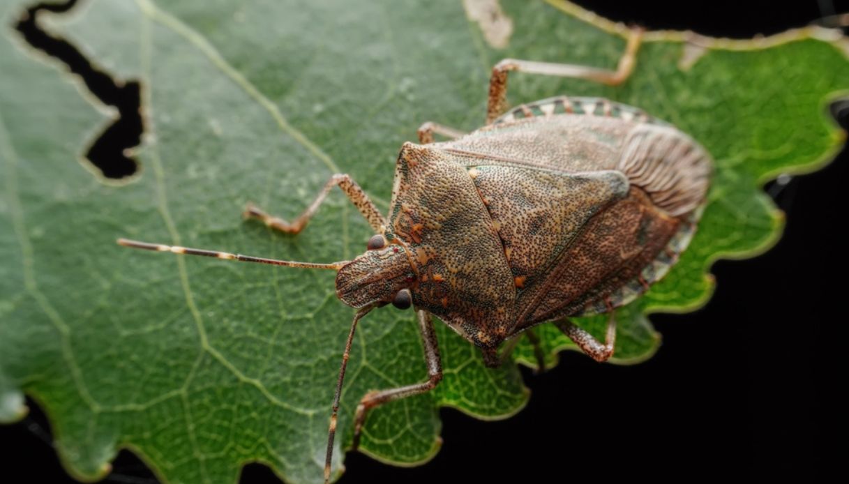 cimici asiatiche