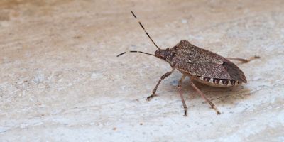 cimice asiatica
