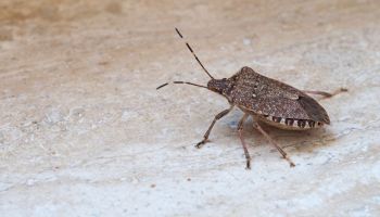 cimice asiatica