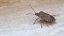 cimice asiatica