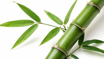 bambù, materiale da cui si ricavano nuovi pannelli fotovoltaici