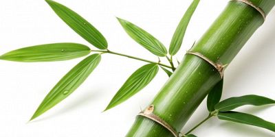 bambù, materiale da cui si ricavano nuovi pannelli fotovoltaici