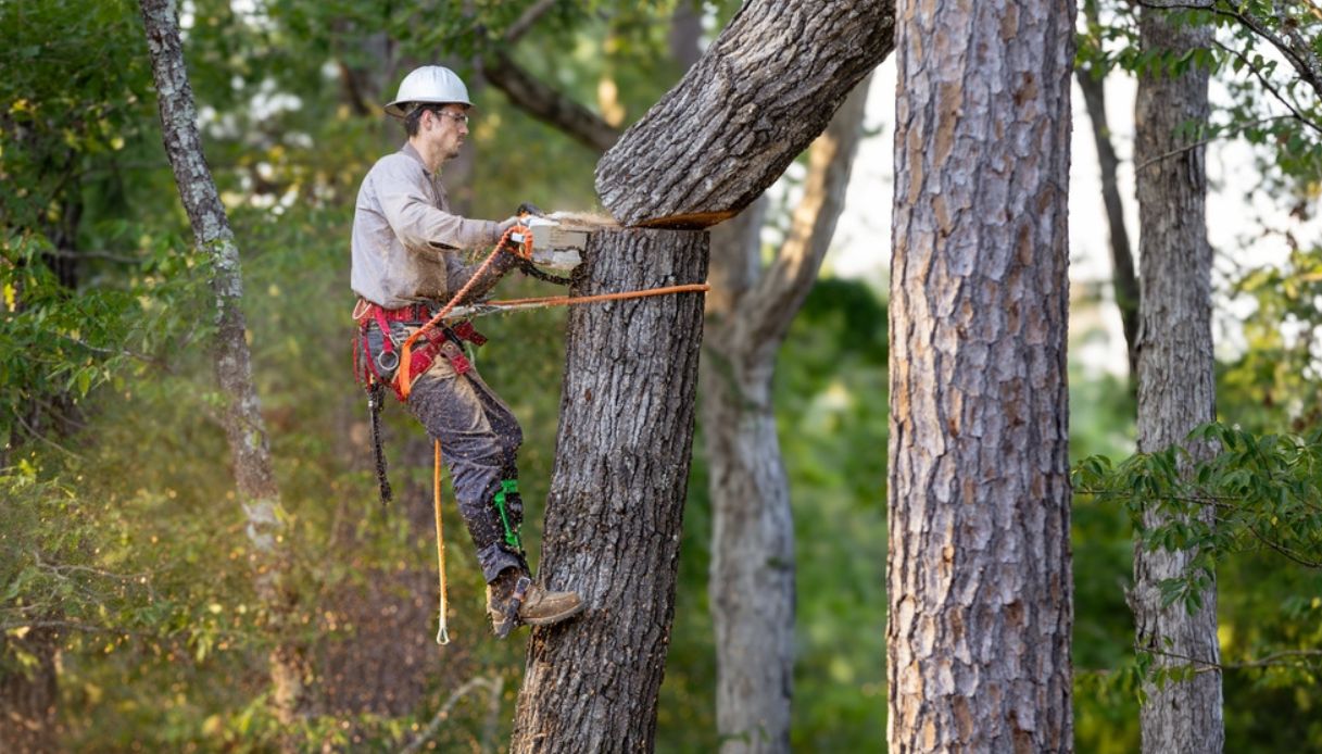 professionista che si occupa di abbattere un albero