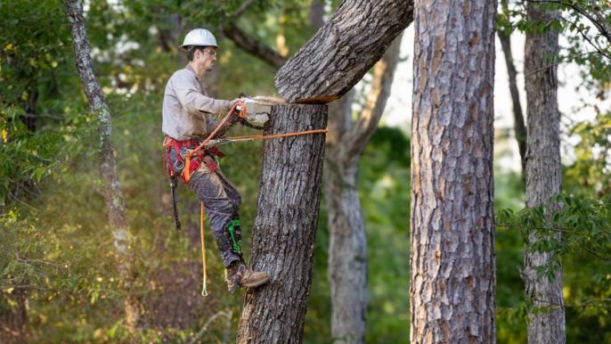 professionista che si occupa di abbattere un albero