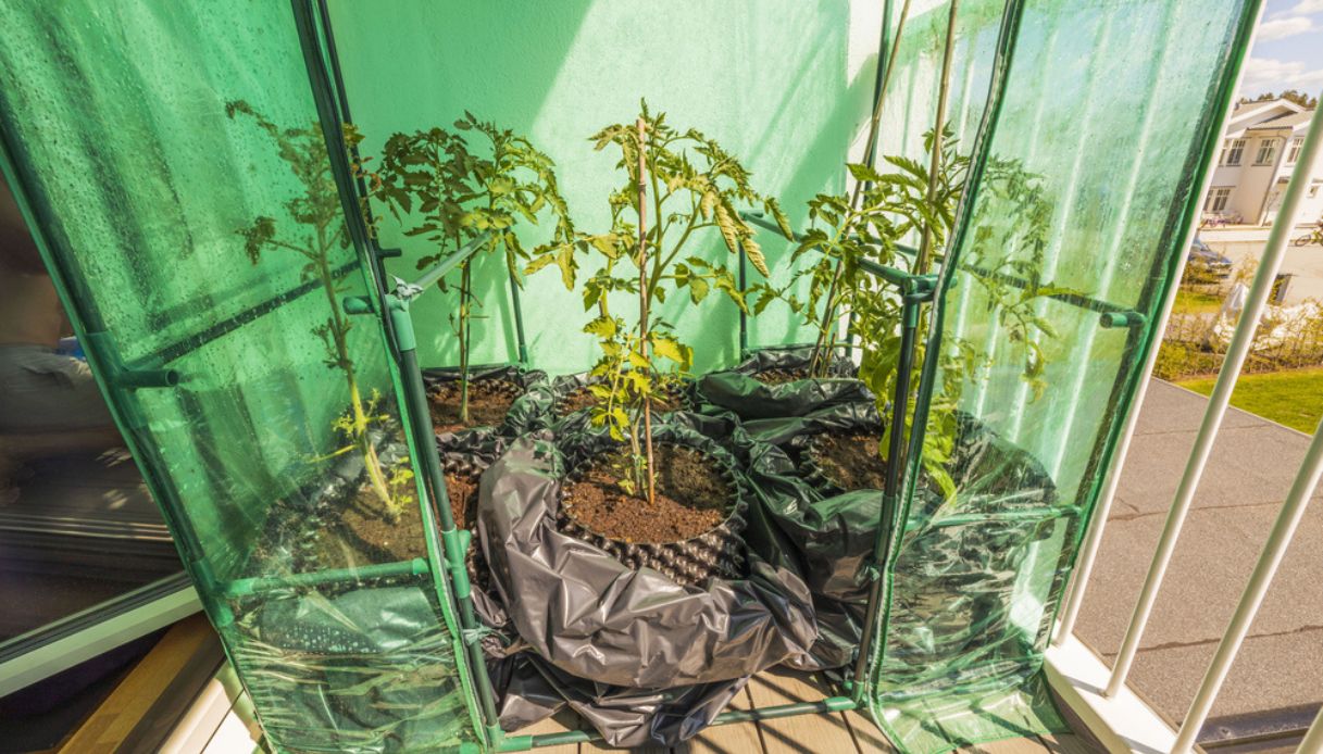 serra sul balcone con piante in inverno