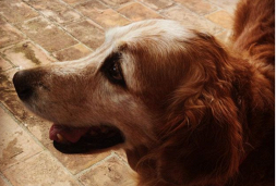 Avvelenato cane di Trevisani, solidarietà bipartisan sul web