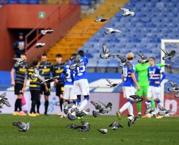 Samp-Inter: invasione di piccioni a Marassi, perchè è successo?