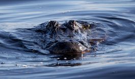 Tragedia in Costa Rica: calciatore aggredito e ucciso da un coccodrillo