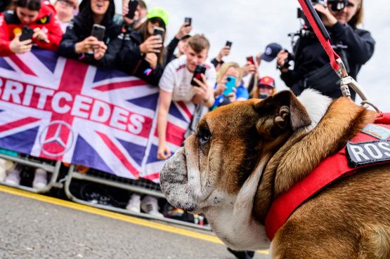 Il bulldog di Lewis Hamilton nel cast di Apex, il film sulla F1: Roscoe attore con Brad Pitt e Bardem