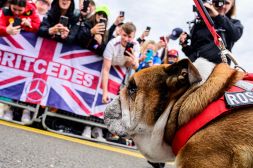 Il bulldog di Lewis Hamilton nel cast di Apex, il film sulla F1: Roscoe attore con Brad Pitt e Bardem