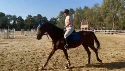 Margherita Mayer disarcionata e schiacciata dal suo cavallo: la tragedia che ha stroncato l'ex campionessa di atletica