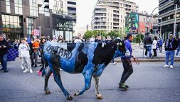 Inter, mucca imbrattata alla festa Scudetto: la denuncia dell’Organizzazione internazionale protezione animali