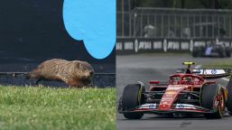 F1, Gp Canada: invasione di marmotte a Montreal, Sainz ne evita una per poco