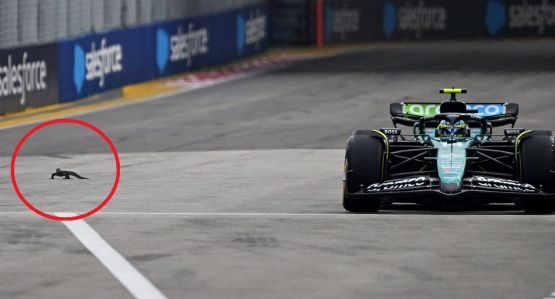 Gp Singapore, incredibile: varano in pista semina il panico e ferma la F1, le foto del rettile a Marina Bay