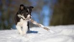 Border Collie puppy playing with wood stick in snow