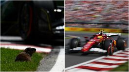 F1, Hamilton devastato per la marmotta investita: "Amo gli animali". Punti di carico persi e team radio Adami