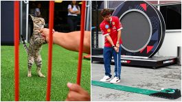 F1, Baku: da Leclerc a Gasly tutti pazzi per il golf ma è un gatto il vero protagonista del paddock