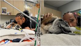 "Roscoe in coma": Hamilton disperato dopo i test salta l'evento Ferrari alla Milano Fashion Week