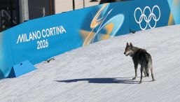 Milano Cortina, c’è un cane in pista: le immagini del lupo cecoslovacco al traguardo con le atlete olimpiche