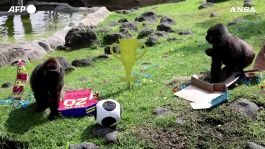 Mondiali, i pronostici degli animali allo zoo messicano di Guadalajara