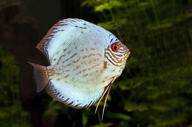 Acquario di Genova: scopriamo tutte le offerte