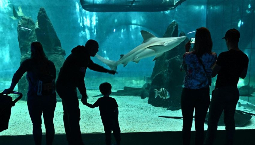 Visita all'Acquario di Genova: prezzi dei biglietti e orari d'apertura