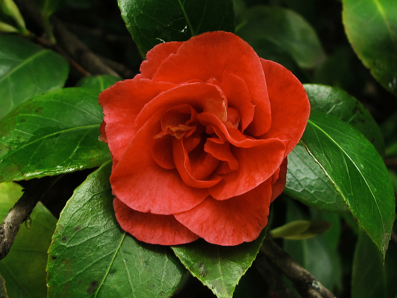 Camelia Rossa Camelia Rossa Supereva