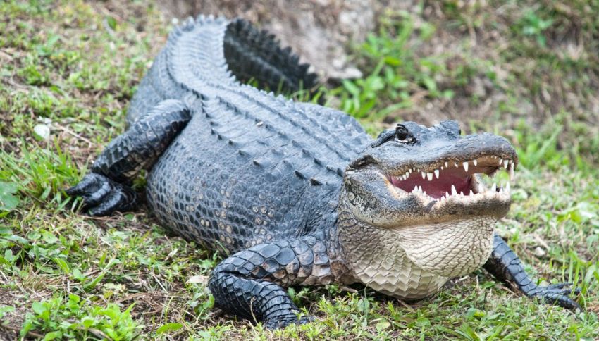 Coccodrilli o alligatori? Chi sono i più cattivi e pericolosi