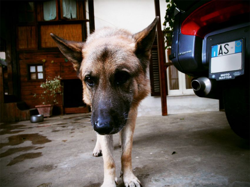 Come Nascondere L'odore Dell'erba Ai Cani