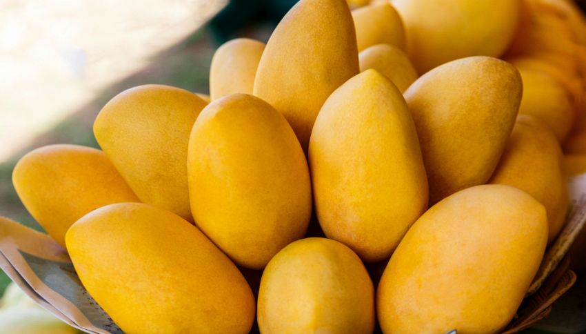 Mango secco: le proprietà e valori nutrizionali di questo frutto