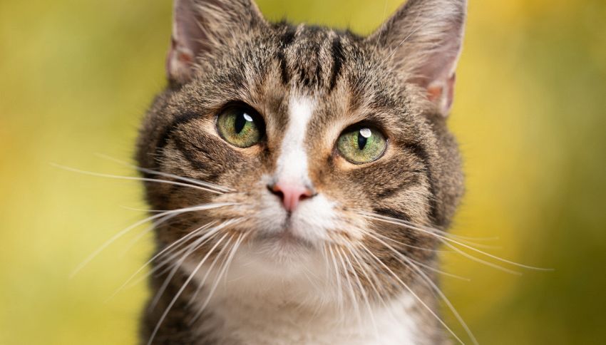 Quanti anni vive un gatto domestico rispetto a uno randagio?