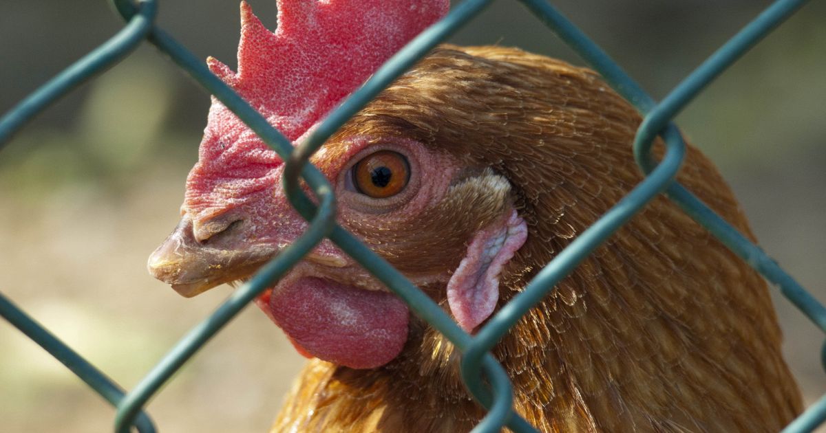 Che differenza c'è tra gallina e