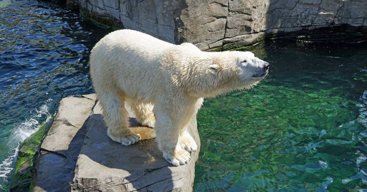 5 Animali Più Veloci Del Nostro Pianeta