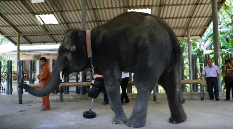 Mosha è il primo elefante con una protesi per la gamba
