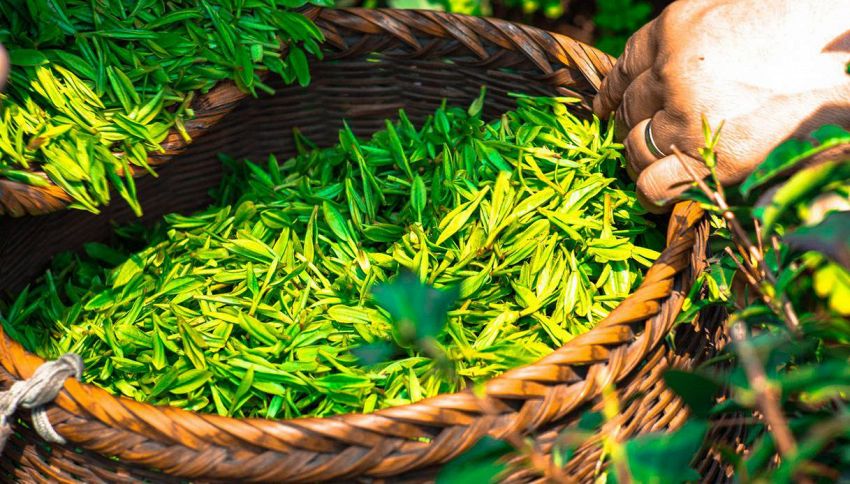 Il tè verde può davvero curarci e potenziare la mente?