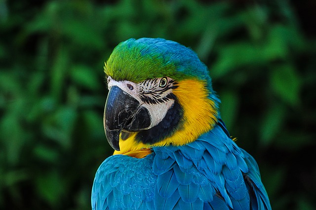 Come si esprimono i pappagalli: voce e linguaggio del corpo