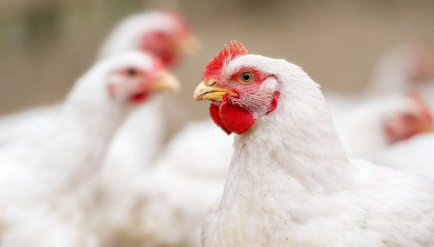 Quali sono le principali differenze fra pollo e gallina?