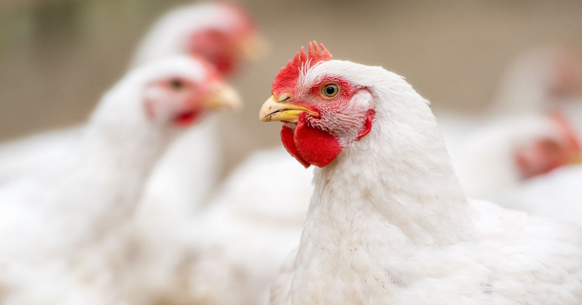 Quali sono le principali differenze fra pollo e gallina? Quali sono le principali differenze fra pollo e gallina?