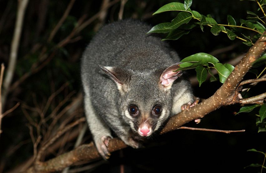 Animali strani in Australia: il tricosuro volpino