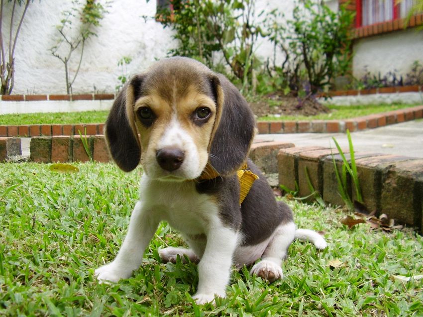 I 5 bassotti più belli del pianeta: dal chihuahua al beagle