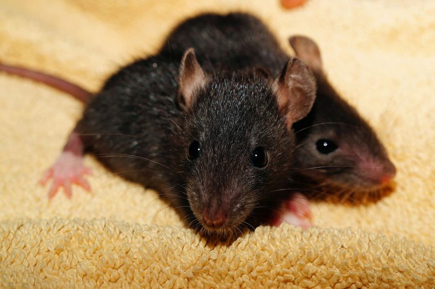 Comportamenti strani dei topi in ambienti sovraffollati