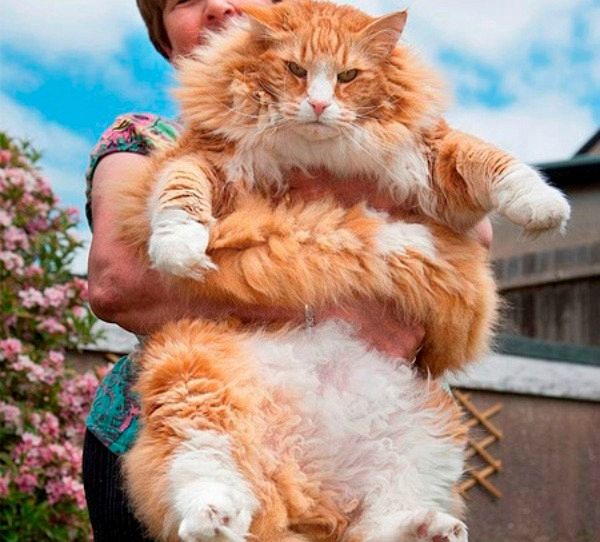 I gatti rossi più brutti del pianeta: da Ulrich al gigante