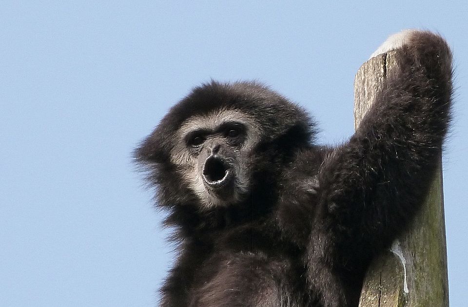 Animali Strani In Cina Il Gibbone Dell Isola Di Hainan Supereva