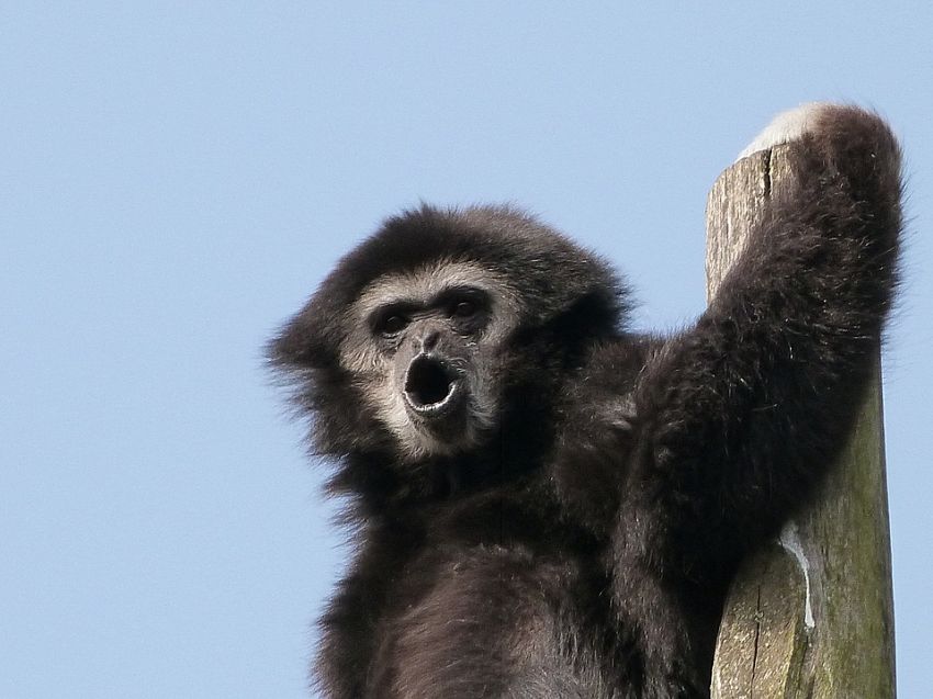 Animali Strani In Cina Il Gibbone Dell Isola Di Hainan Supereva