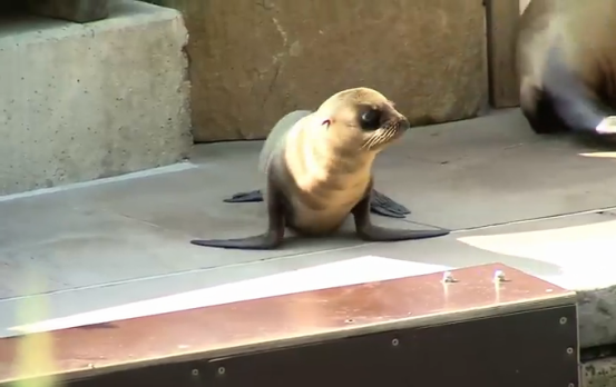 Si chiama Jup, il tenero cucciolo di foca nato allo zoo di Norimberga